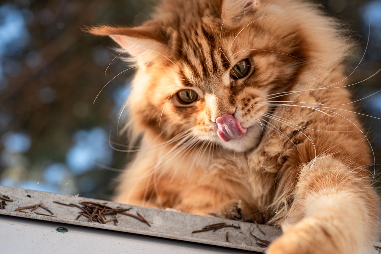 Chat Maine coon qui tire la langue